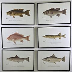 5063-955 Fish Prints A