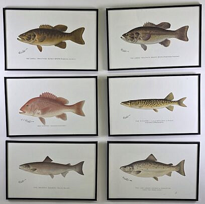 5063-955 Fish Prints A