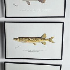Set of Six Shermon Foote Denton Fish Species Prints