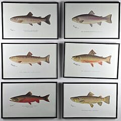 5064-955 Fish Prints A