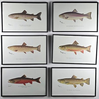 5064-955 Fish Prints A