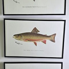 Set of Six Sherman Foote Denton Fresh Water Fish Species Prints