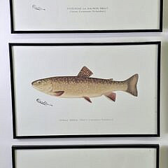 Set of Six Sherman Foote Denton Fresh Water Fish Species Prints