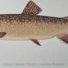 Set of Six Sherman Foote Denton Fresh Water Fish Species Prints