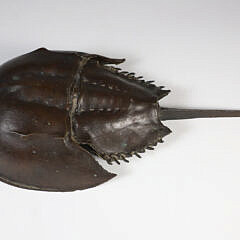 Bronze Horseshoe Crab