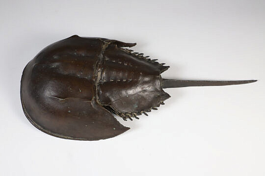 Bronze Horseshoe Crab