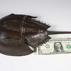 Patina Bronze Horseshoe Crab