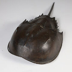 Patina Bronze Horseshoe Crab