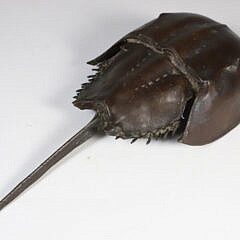 Patina Bronze Horseshoe Crab