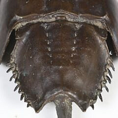 Patina Bronze Horseshoe Crab
