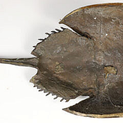 Patina Bronze Horseshoe Crab