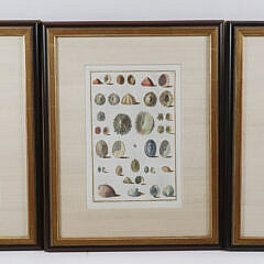 Set of Three Niccolo Gueltieri (Italy 1688-1744) Shell Prints