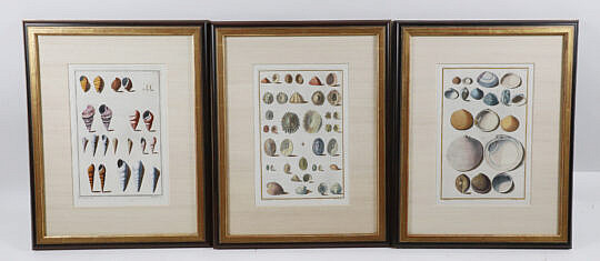 Set of Three Gualtier Italian Shell Prints