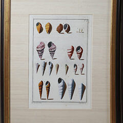 Set of Three Niccolo Gueltieri (Italy 1688-1744) Shell Prints