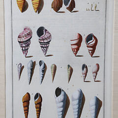 Set of Three Niccolo Gueltieri (Italy 1688-1744) Shell Prints