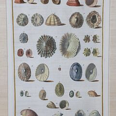 Set of Three Niccolo Gueltieri (Italy 1688-1744) Shell Prints