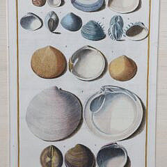 Set of Three Niccolo Gueltieri (Italy 1688-1744) Shell Prints
