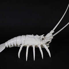 Albino Carved Bone Articulated Lobster