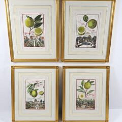 Set of Four Johann Christoph (German) “Neursenbergirhe Hesperides” Prints