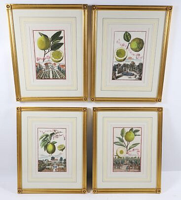 Set of Four Johann Chrisoph German "Neursenbergirhe Hesperides" Prints