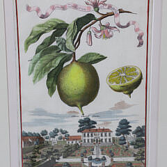 Set of Four Johann Christoph (German) “Neursenbergirhe Hesperides” Prints