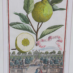 Set of Four Johann Christoph (German) “Neursenbergirhe Hesperides” Prints