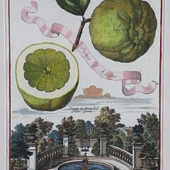 Set of Four Johann Christoph (German) “Neursenbergirhe Hesperides” Prints