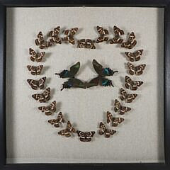 Butterfly Specimen Shadowbox