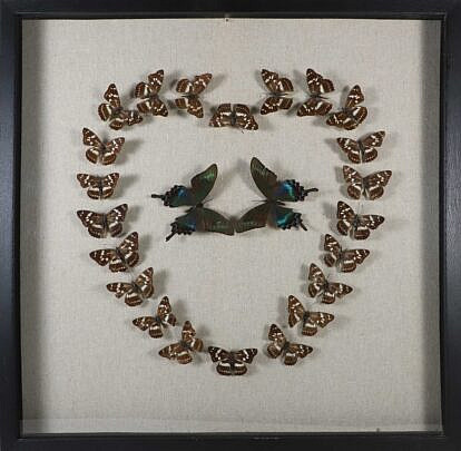 Butterfly Specimen Shadowbox