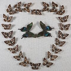 Butterfly Specimen Shadowbox in a Heart Motif