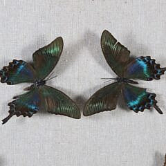 Butterfly Specimen Shadowbox in a Heart Motif