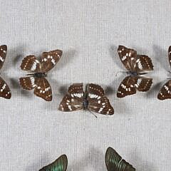 Butterfly Specimen Shadowbox in a Heart Motif