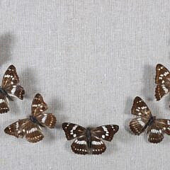 Butterfly Specimen Shadowbox in a Heart Motif