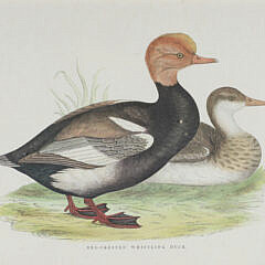 Set of Three Antique Framed Lithographs of Ducks