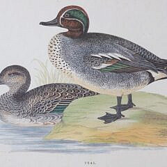 Set of Three Antique Framed Lithographs of Ducks