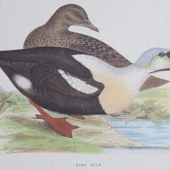 Set of Three Antique Framed Lithographs of Ducks