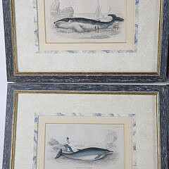Set of Six Antique Whale Prints