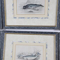 Set of Six Antique Whale Prints