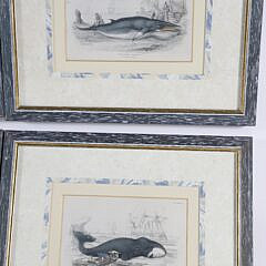 Set of Six Antique Whale Prints