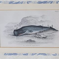 Set of Six Antique Whale Prints