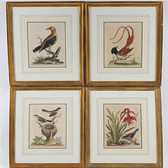 Four George Edwards Hand Colored Copper Engravings "Uncommon Birds" Published 1743-1764