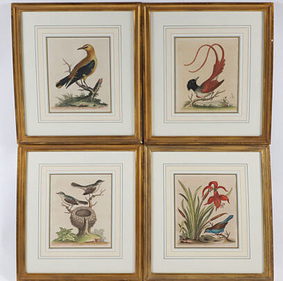 Four George Edwards Hand Colored Copper Engravings "Uncommon Birds" Published 1743-1764