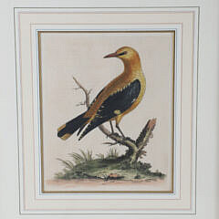 Four George Edwards Hand Colored Copper Engravings “Uncommon Birds” Published 1743-1764