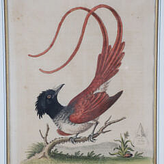 Four George Edwards Hand Colored Copper Engravings “Uncommon Birds” Published 1743-1764