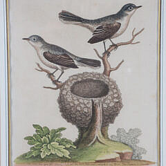 Four George Edwards Hand Colored Copper Engravings “Uncommon Birds” Published 1743-1764