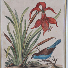 Four George Edwards Hand Colored Copper Engravings “Uncommon Birds” Published 1743-1764