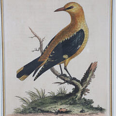 Four George Edwards Hand Colored Copper Engravings “Uncommon Birds” Published 1743-1764