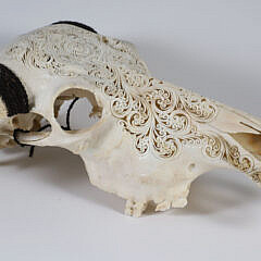 Elaborately Carved Water Buffalo Scull with Horns