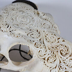 Elaborately Carved Water Buffalo Scull with Horns