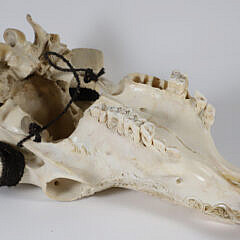 Elaborately Carved Water Buffalo Scull with Horns